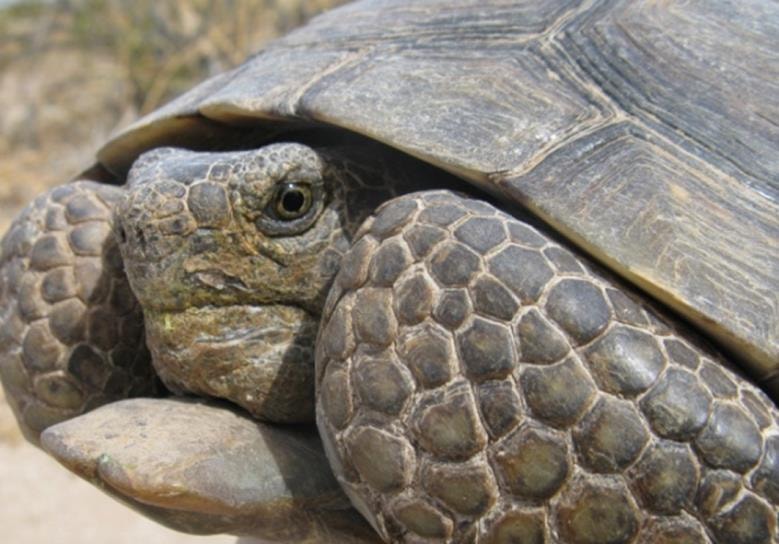 Desert tortoise in natural rocky habitat