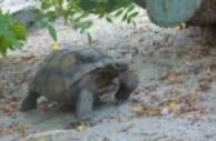 Tortoise walking on sandy ground