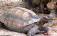 Desert tortoise close up