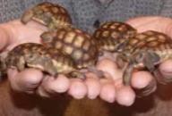 Baby tortoises held in hands