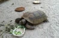 Tortoise on pavement