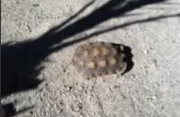 Tortoise shell shadow on ground