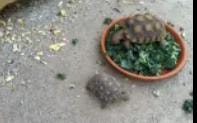 Small tortoises with potted plant