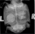 Tortoise X-ray front view