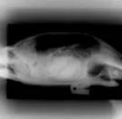 Tortoise X-ray side view
