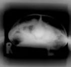 Tortoise X-ray profile view
