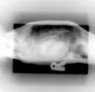 Tortoise X-ray top view