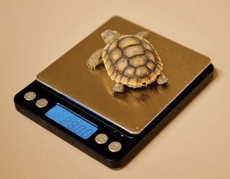 Desert tortoise hatchling on a digital scale