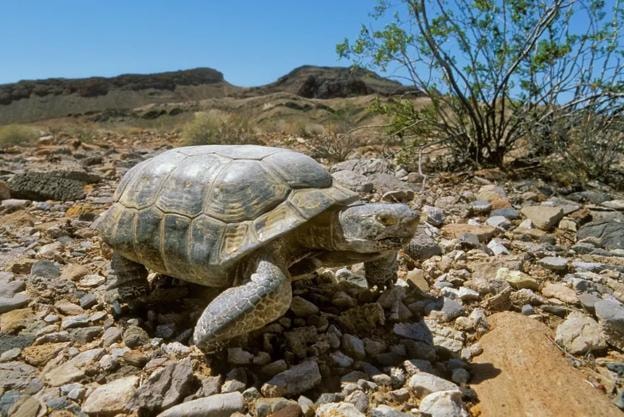 The U.S. Fish and Wildlife Service and several partners, including U.S. Geological Survey, the Bureau of Land Management, and the National Park Service, are working to defend the tortoise and its Mojave Desert home from invasive grasses. Credit: USFWS