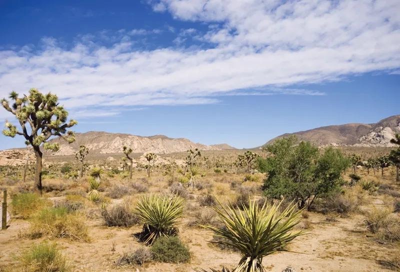 Desert tortoise habitat