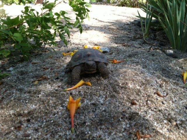 Small tortoise with bright yellow legs on sandy ground