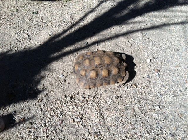 Small tortoise on concrete with palm frond shadows