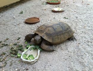Tortoise eating from a bowl of greens