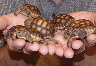 Baby desert tortoises being held in hands