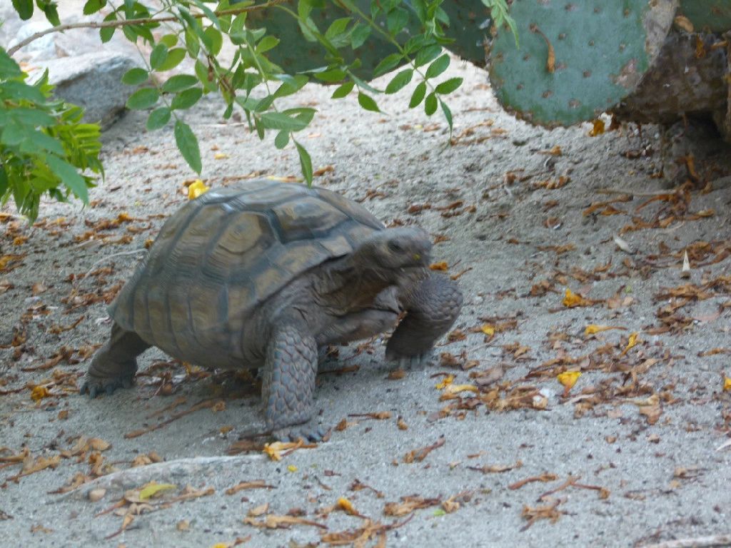 Desert tortoise walking in natural habitat